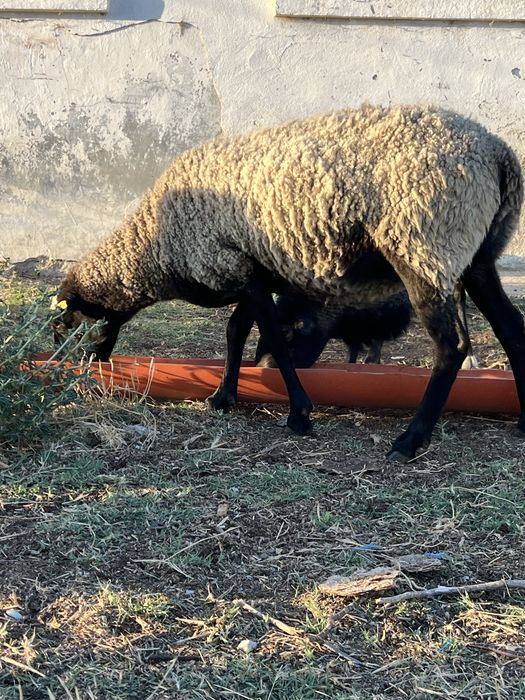 Oi rasa romanov pura