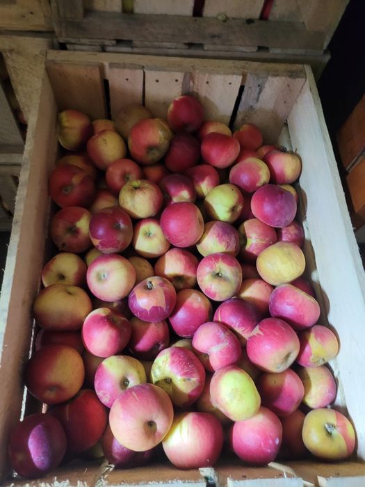 Mere de vanzare , Golden Jonathan