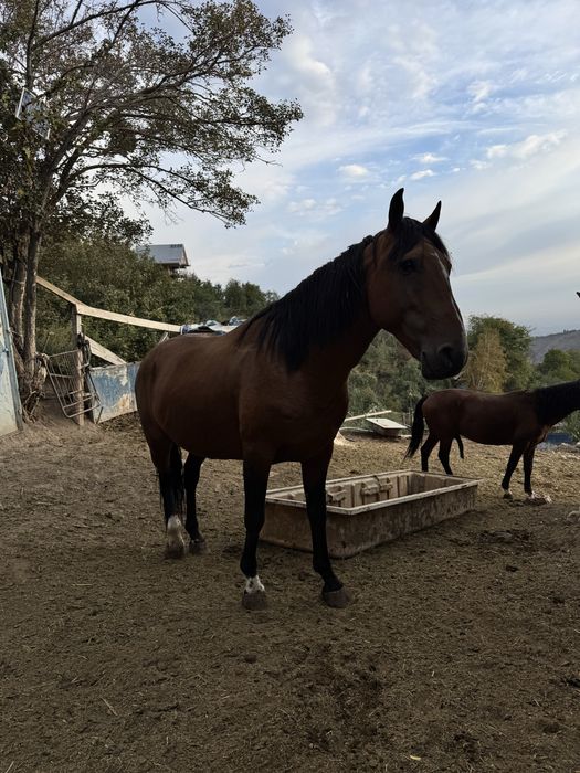 Лошади на продажу