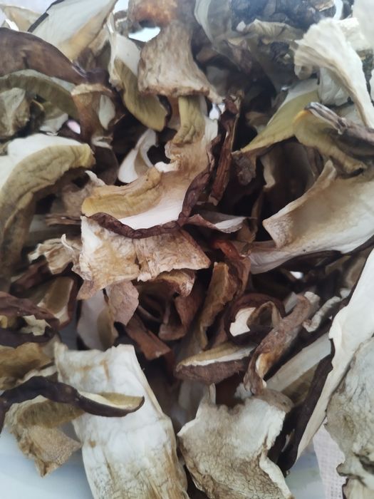 Hribi. Ciuperci uscate. Funghi porcini