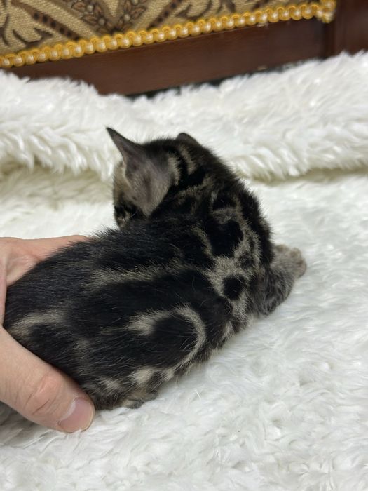 Клубные бенгальские котята