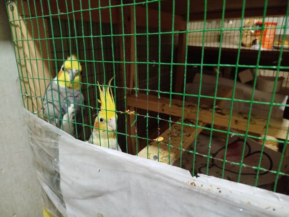 Korella sotiladi 2 dona