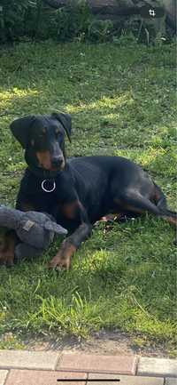 Vand doberman catel 6luni mascul