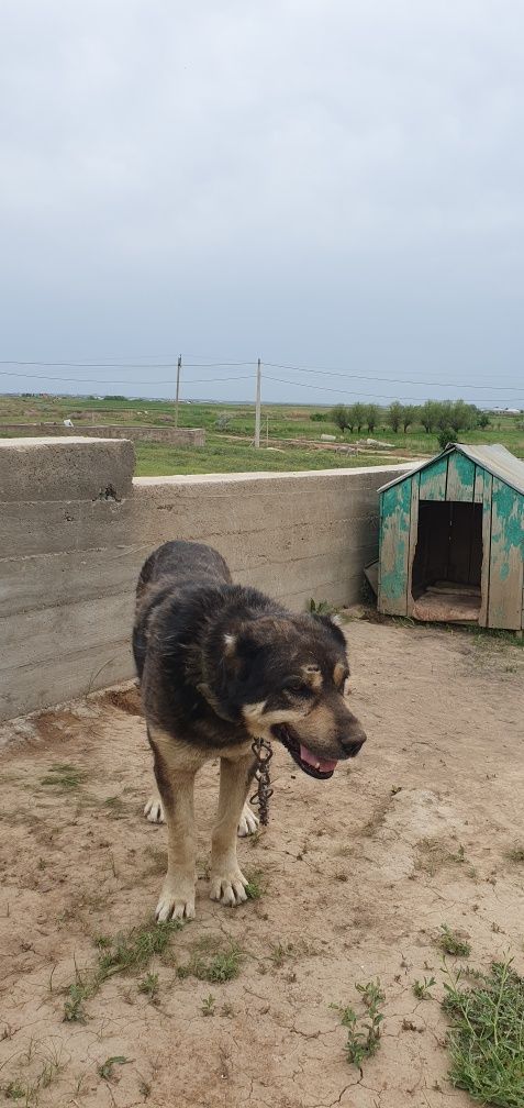Ит сатылады Алабай