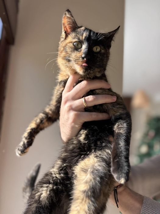 Коте Канела търси дом