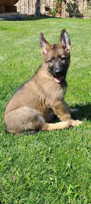 щенки немецкой овчарки рабочего разведения