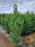 Chiparos Leyland Auriu, Cupresscyparis, Leylandii Gold Rider, ghiveci