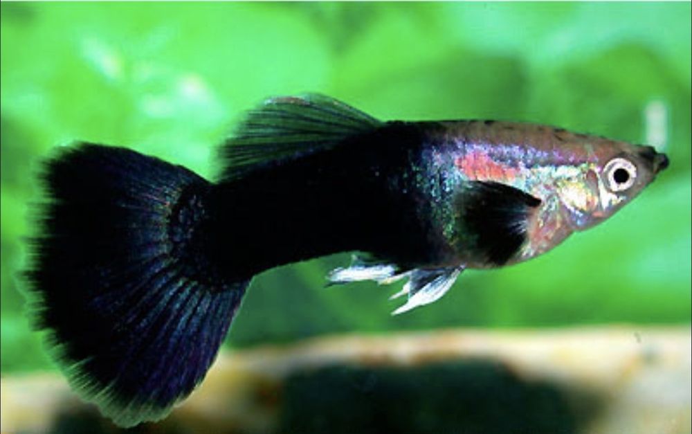 Аквариумные рыбки и живой корм