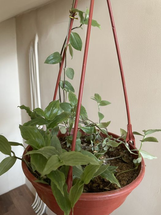 Вьюн-домашнее ростение