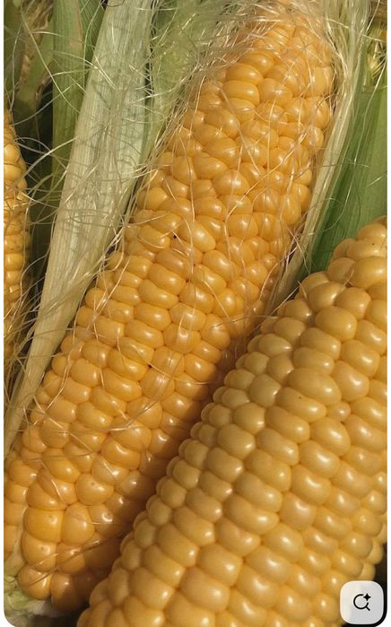 Продам кукурузу свежую