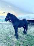 Cal semigreu Percheron