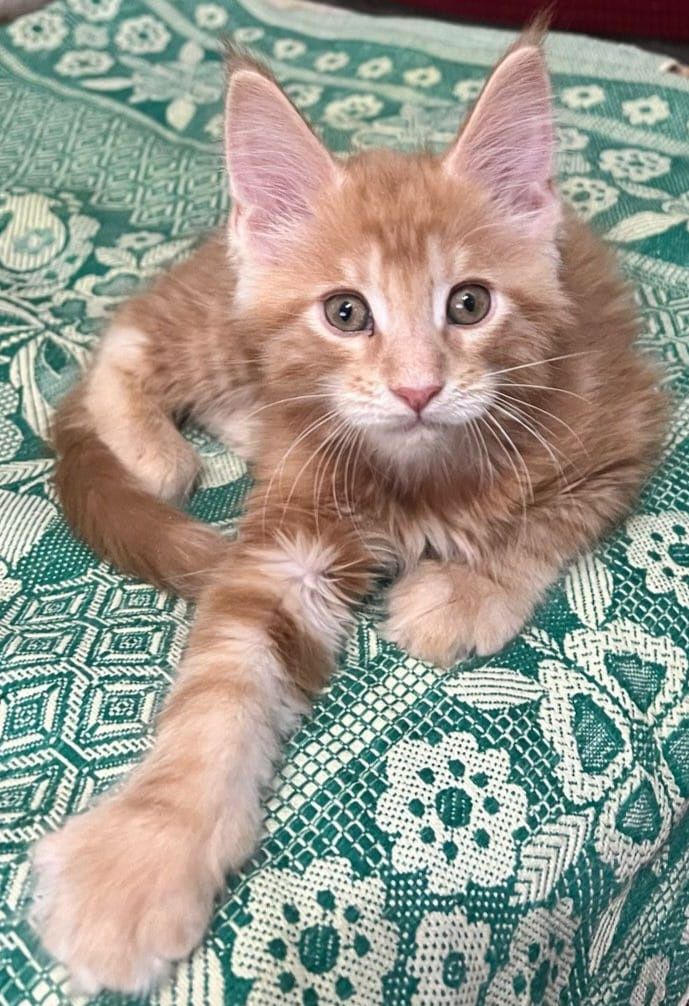Мейн-Кун котята.