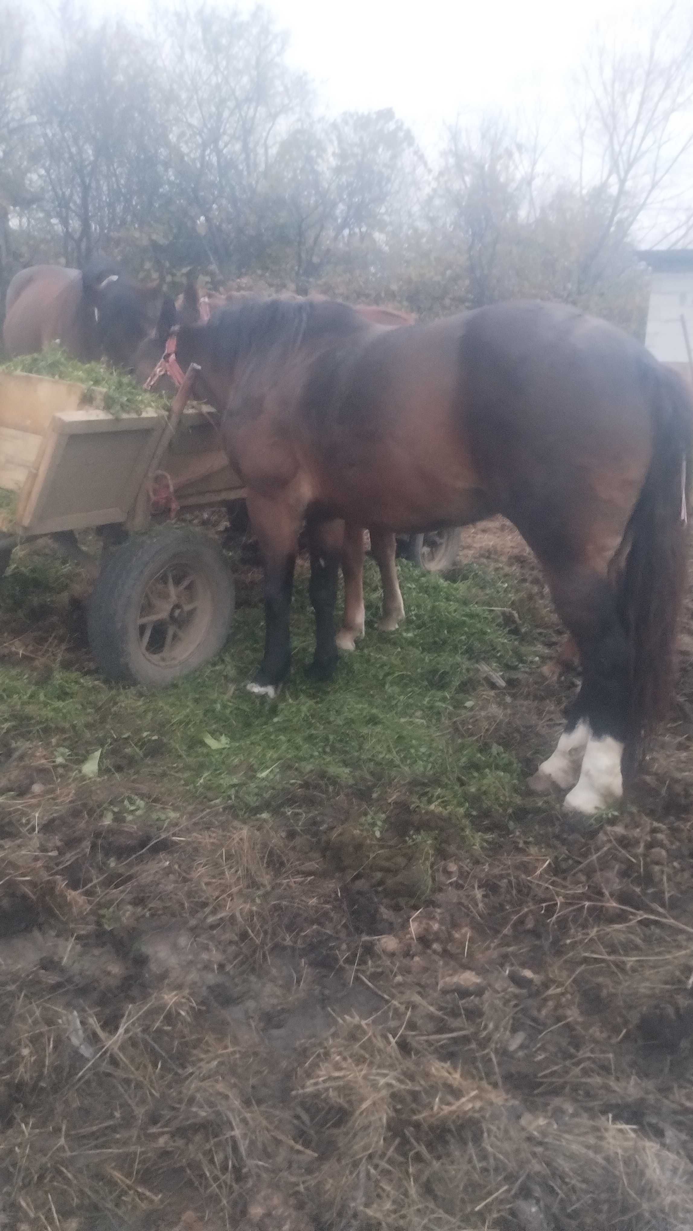 Vând 2 iepe una de 3 ani și una de 6
