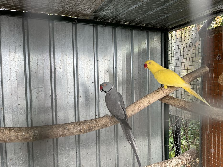 Papagal Alexandru mic