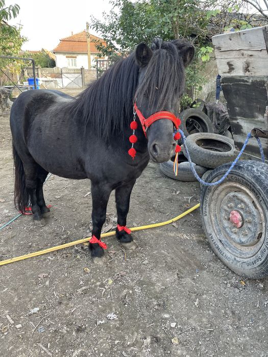 Ponei armasar de monta