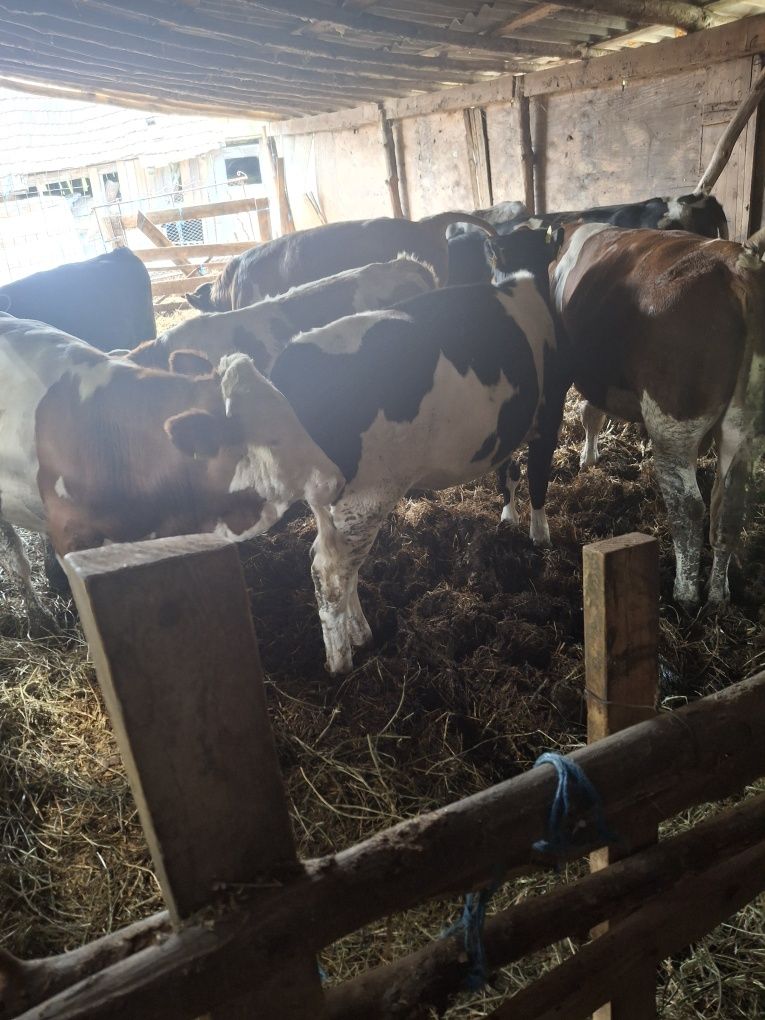 Tauri de vânzare buni