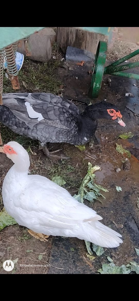 Rate și rățoi lesesti