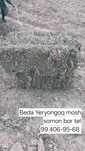 Beda somon yeryongoq