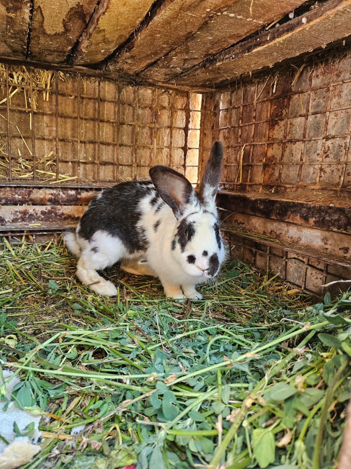 Vand iepuri mici și mari