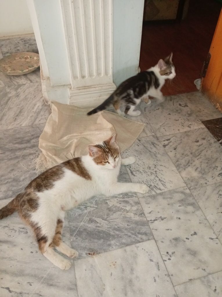 Отдам котят в хорошие добрые руки.