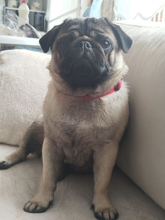 Мопс момче на 10 меца