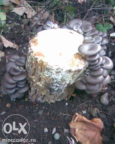 compost champignon