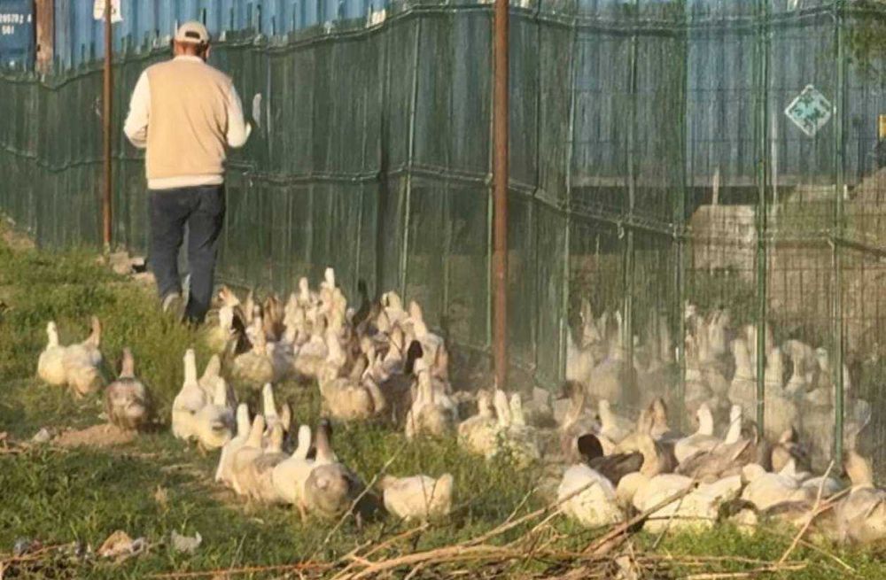 Ўрдак ( Утка ) ва жўжалари оптом