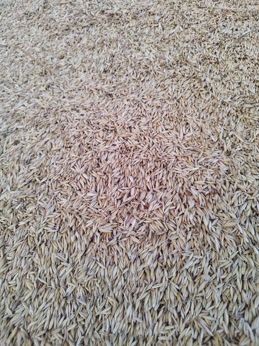 Vând ovăz producție 2025