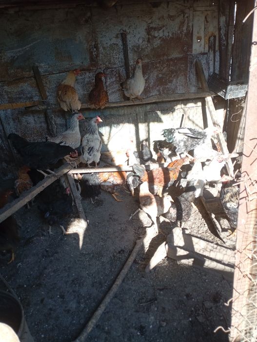 Продаю петухов и курочек