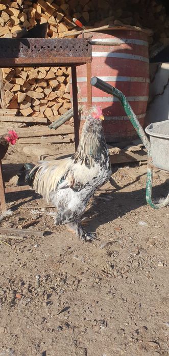 Cocos incaltat motat barbos!