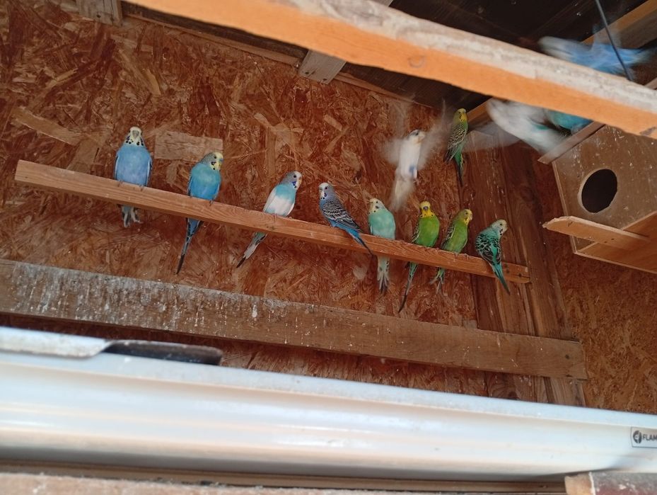 Vand Perusii 30 bucati