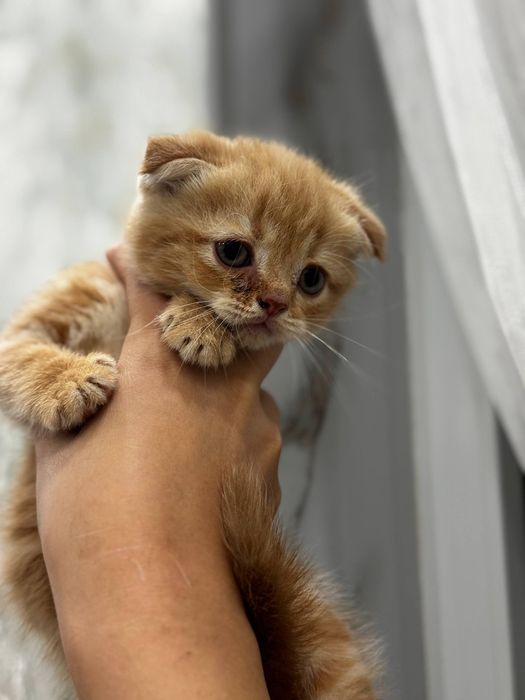 Мушукчалар сотилади