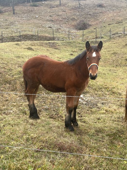 Vând mânz de 6 luni