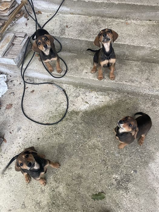 Подарявам малки ловни кученца