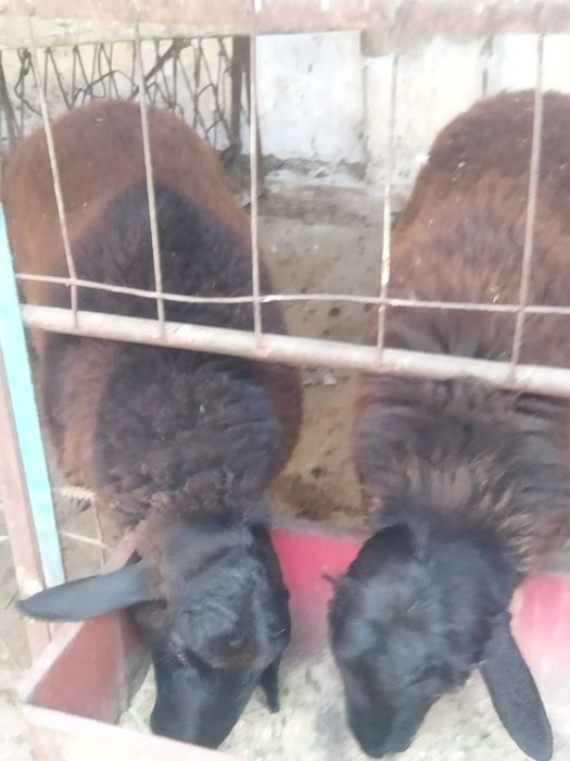 Бокишга вохани кучкори сотилади.