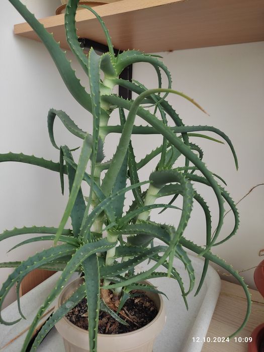 Лечебный цветок алоэ