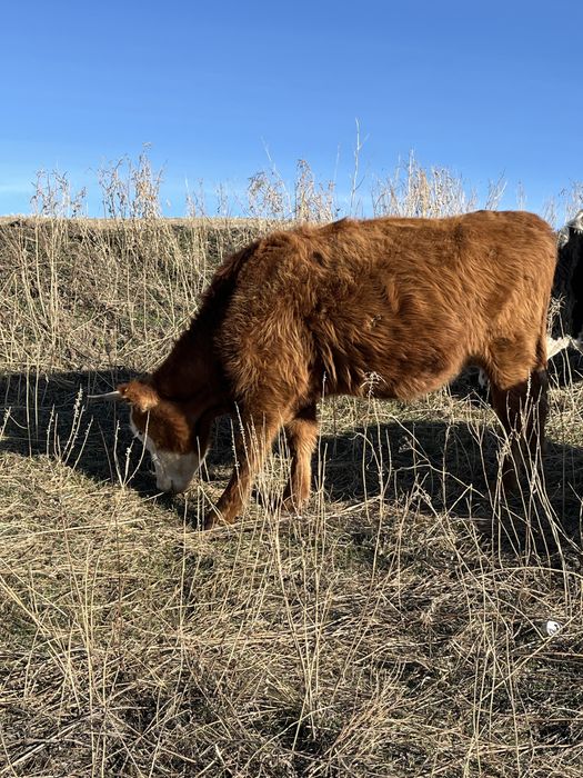 Продам  коров …………..