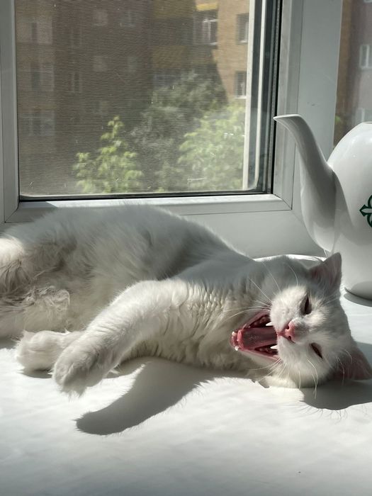 Отдам кота в добрые руки