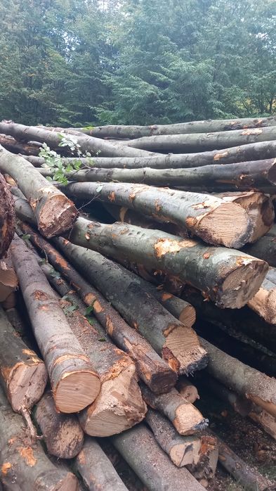 Vând Lemne de foc fag crepatura cu transport inclus pana la domiciliu