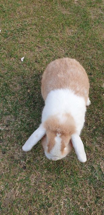 Quyon sotiladi yoki barter