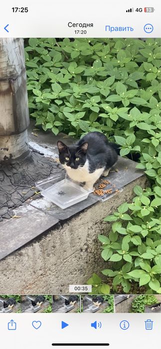 Найден кот/кошка