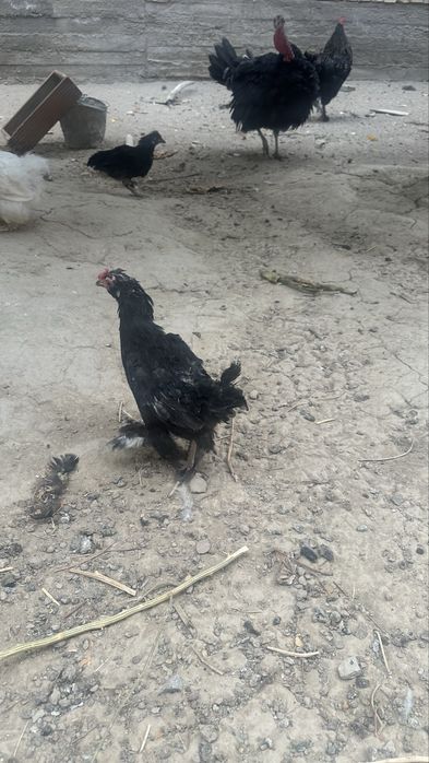 Япон товуқлар сотилади.