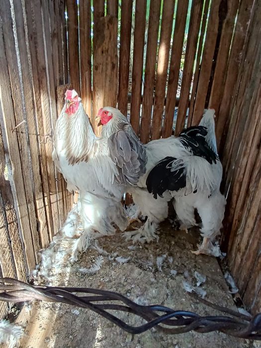 Cocosi brahma rasa pura