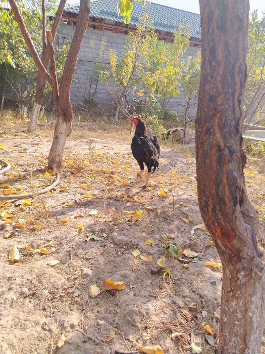 Бойцовский петух дакан