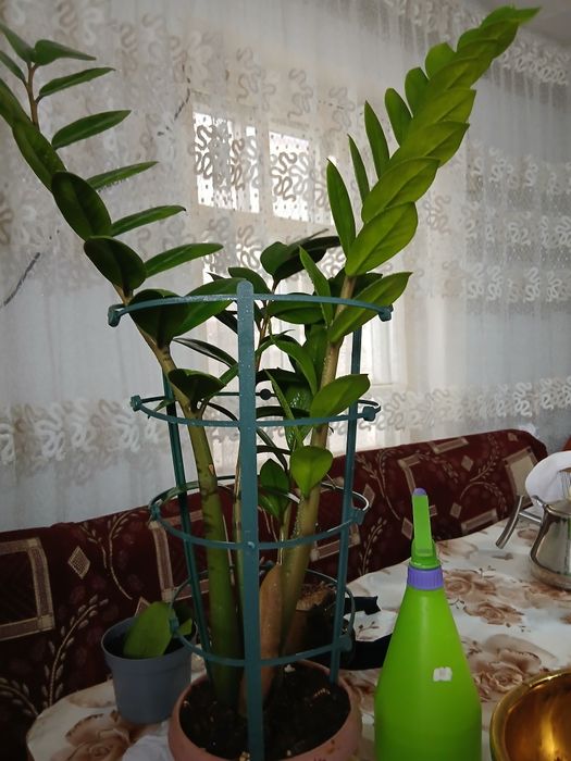 Продам цветок молодой замиакулькас