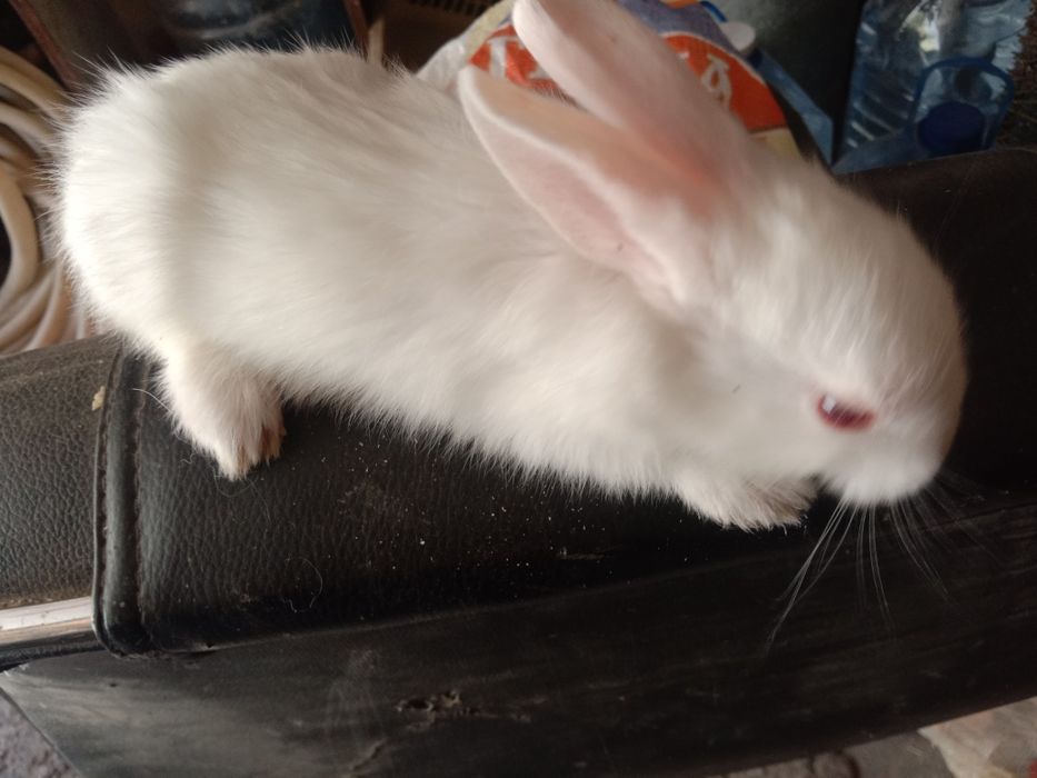 Продам кроликов разных пород все кролики здоровые прививки зделаны