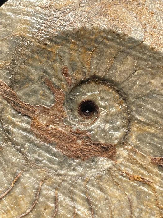 Фосил Масивен Гониатит (125 мм) – XL размер, естествен и неполиран