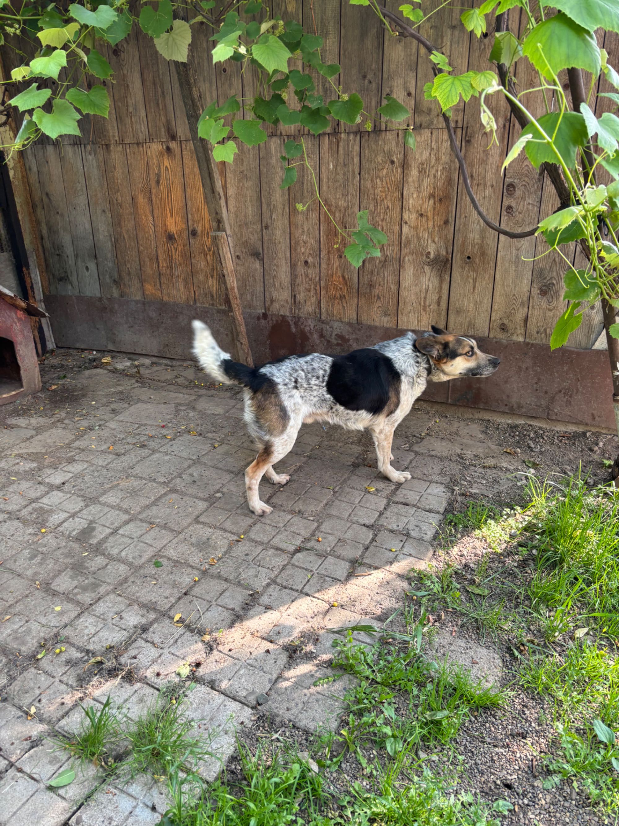 Ofer câine care păzește casa