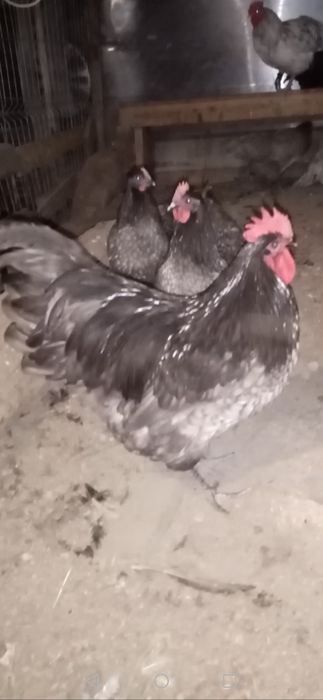 Cocoși Australop!!!