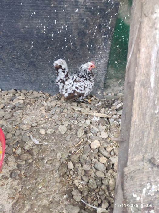 De vânzare o familie de chabo